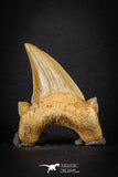 88200 - Top Huge 2.48 Inch OTODUS OBLIQUUS (mackerel shark) Tooth Paleocene