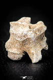 05492 - Beautiful 0.92 Palaeophis Magrebianus Paleocene Sea Snake Vertebra Bone