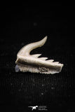 05018 - Beautiful Well Preserved 0.46 Inch Weltonia ancistrodon Shark Tooth