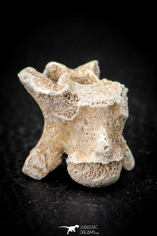 05492 - Beautiful 0.92 Palaeophis Magrebianus Paleocene Sea Snake Vertebra Bone