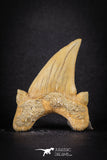 88200 - Top Huge 2.48 Inch OTODUS OBLIQUUS (mackerel shark) Tooth Paleocene