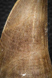 07674 - Top Rare 2.54 Inch Huge Tylosaurus sp (Mosasaur) Tooth Late Cretaceous