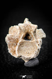 05492 - Beautiful 0.92 Palaeophis Magrebianus Paleocene Sea Snake Vertebra Bone