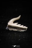 05018 - Beautiful Well Preserved 0.46 Inch Weltonia ancistrodon Shark Tooth