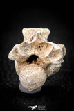 05492 - Beautiful 0.92 Palaeophis Magrebianus Paleocene Sea Snake Vertebra Bone