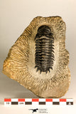 30749 - Beautiful 2.87 Inch Crotalocephalina (Crotalocephalus) gibbus Lower Devonian Trilobite