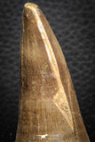 07674 - Top Rare 2.54 Inch Huge Tylosaurus sp (Mosasaur) Tooth Late Cretaceous