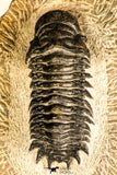 30749 - Beautiful 2.87 Inch Crotalocephalina (Crotalocephalus) gibbus Lower Devonian Trilobite