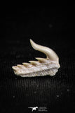 05018 - Beautiful Well Preserved 0.46 Inch Weltonia ancistrodon Shark Tooth