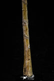 20576 - Museum Grade 8.82 Inch Cretaceous Unidentified Pterosaur Azhdarchid? Tibia Bone KemKem Beds