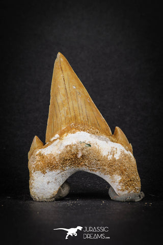 88202 - Top Huge 2.40 Inch OTODUS OBLIQUUS (mackerel shark) Tooth Paleocene