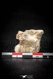 05493 - Top Beautiful 0.98 Inch Palaeophis Magrebianus Paleocene Sea Snake Vertebra Bone