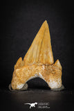 88202 - Top Huge 2.40 Inch OTODUS OBLIQUUS (mackerel shark) Tooth Paleocene