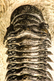 30749 - Beautiful 2.87 Inch Crotalocephalina (Crotalocephalus) gibbus Lower Devonian Trilobite