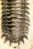 30749 - Beautiful 2.87 Inch Crotalocephalina (Crotalocephalus) gibbus Lower Devonian Trilobite