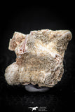 05493 - Top Beautiful 0.98 Inch Palaeophis Magrebianus Paleocene Sea Snake Vertebra Bone