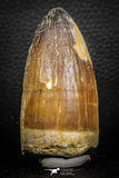 07675 - Top Rare 2.65 Inch Huge Prognathodon curii (Mosasaur) Tooth Late Cretaceous