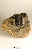 30749 - Beautiful 2.87 Inch Crotalocephalina (Crotalocephalus) gibbus Lower Devonian Trilobite