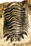 30749 - Beautiful 2.87 Inch Crotalocephalina (Crotalocephalus) gibbus Lower Devonian Trilobite