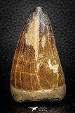 07675 - Top Rare 2.65 Inch Huge Prognathodon curii (Mosasaur) Tooth Late Cretaceous