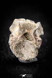 05493 - Top Beautiful 0.98 Inch Palaeophis Magrebianus Paleocene Sea Snake Vertebra Bone