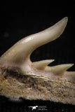 05019 - Beautiful Well Preserved 0.51 Inch Weltonia ancistrodon Shark Tooth