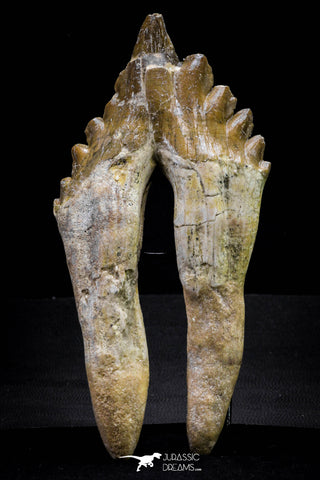20577 -  Top Rare 6.34 Inch Pappocetus lugardi (Whale Ancestor) Molar Rooted Tooth
