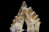20577 -  Top Rare 6.34 Inch Pappocetus lugardi (Whale Ancestor) Molar Rooted Tooth