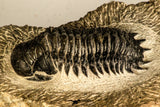 30749 - Beautiful 2.87 Inch Crotalocephalina (Crotalocephalus) gibbus Lower Devonian Trilobite
