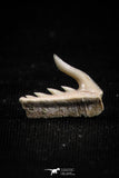 05019 - Beautiful Well Preserved 0.51 Inch Weltonia ancistrodon Shark Tooth