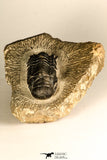 30749 - Beautiful 2.87 Inch Crotalocephalina (Crotalocephalus) gibbus Lower Devonian Trilobite