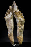 20577 -  Top Rare 6.34 Inch Pappocetus lugardi (Whale Ancestor) Molar Rooted Tooth