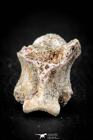 05493 - Top Beautiful 0.98 Inch Palaeophis Magrebianus Paleocene Sea Snake Vertebra Bone