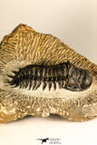30749 - Beautiful 2.87 Inch Crotalocephalina (Crotalocephalus) gibbus Lower Devonian Trilobite