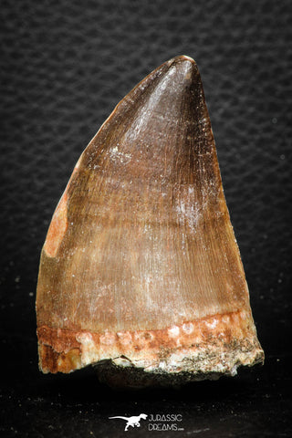 07676 - Well Preserved 2.24 Inch Mosasaur (Prognathodon anceps) Tooth