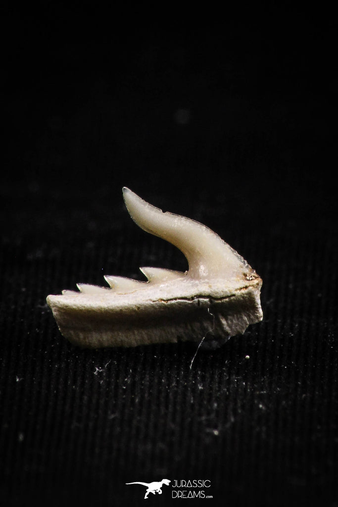 05020 - Beautiful Well Preserved 0.46 Inch Weltonia ancistrodon Shark Tooth