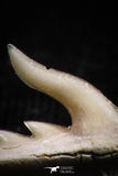 05020 - Beautiful Well Preserved 0.46 Inch Weltonia ancistrodon Shark Tooth