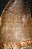 07676 - Well Preserved 2.24 Inch Mosasaur (Prognathodon anceps) Tooth