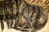 30749 - Beautiful 2.87 Inch Crotalocephalina (Crotalocephalus) gibbus Lower Devonian Trilobite