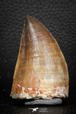 07676 - Well Preserved 2.24 Inch Mosasaur (Prognathodon anceps) Tooth
