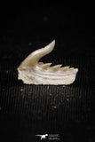 05020 - Beautiful Well Preserved 0.46 Inch Weltonia ancistrodon Shark Tooth