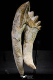 20578 -  Top Rare 4.24 Inch Pappocetus lugardi (Whale Ancestor) Molar Rooted Tooth