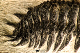 30749 - Beautiful 2.87 Inch Crotalocephalina (Crotalocephalus) gibbus Lower Devonian Trilobite