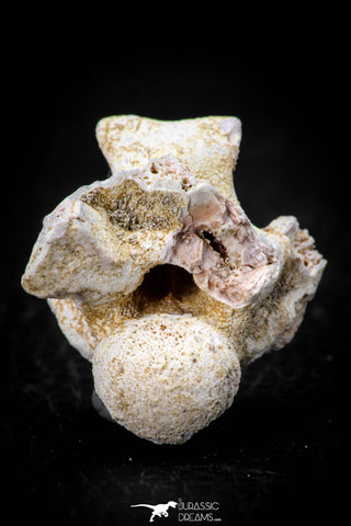 05494 - Beautiful 0.94 Inch Palaeophis Magrebianus Paleocene Sea Snake Vertebra Bone