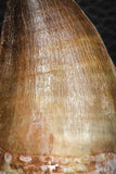 07676 - Well Preserved 2.24 Inch Mosasaur (Prognathodon anceps) Tooth