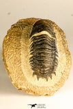 30750 - Well Preserved 2.61 Inch Crotalocephalina (Crotalocephalus) gibbus Lower Devonian Trilobite