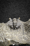 22042 - Nicely Preserved Spiny 1.24 Inch Leonaspis sp Middle Devonian
