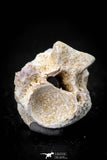 05494 - Beautiful 0.94 Inch Palaeophis Magrebianus Paleocene Sea Snake Vertebra Bone