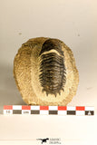 30750 - Well Preserved 2.61 Inch Crotalocephalina (Crotalocephalus) gibbus Lower Devonian Trilobite