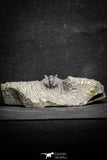 22042 - Nicely Preserved Spiny 1.24 Inch Leonaspis sp Middle Devonian